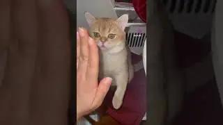 #olaf #youtubeshorts #cat #foryou #catlover #pets #funny #fyp #happy #foryou #nyc #summer #youtube