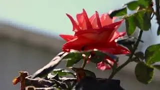 Petalum | Nature Documentary | canon 750D |