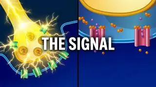 Chemical Synapse