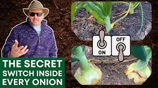 What Makes an Onion Start Bulbing? (It&rsquo;s Not What You Think)