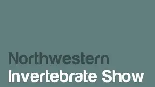 Northwestern Invertebrate Show Wigan 2025!!! Some video and pickups, very special show!