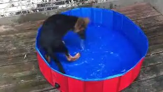 Collapsible Pet Pool Slip Resistant