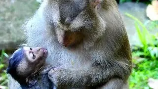 Pity baby Lori requests Ashley groom without Amari, Pity baby monkey Lori