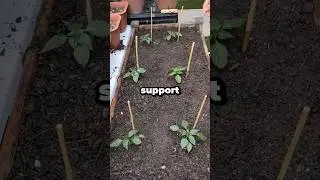 How Do You Plant Poblano Pepper Seedlings? #shorts