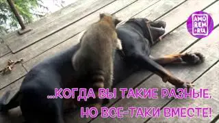 Счастье это...  Amorem.ru