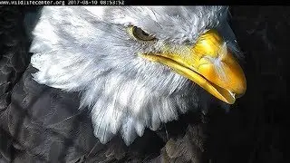 It&rsquo;s All About Feathers August 9 & 10 2017