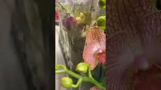 Красивые сорта орхидей #купитьорхидеи #мультифлоры #орхидеи