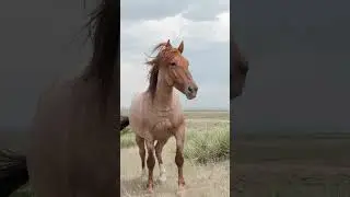 5 Unique Horse Breeds You Should Know! 🐴✨