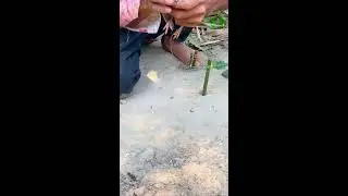 Build Underground Parrot Trap Using Cage Tool With Can_ Easy Bird Trap Working 100% 2