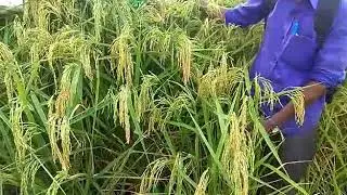 Jk seed Paddy jk 401 suraksh