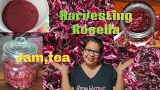 Harvesting Rosella & Making Jam, Rosella Tea / Home made