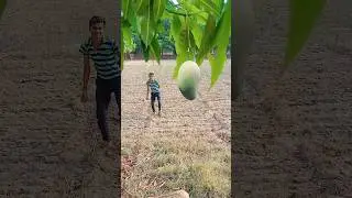 Mango Cutting Awesome Satisfying Drop ASMR 🤯 #shorts