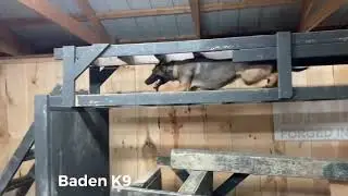 Watch This Female Malinois Show The Boys How It&rsquo;s Done.