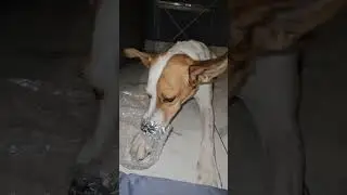Esta &eacute; a Zelda ELA ADORA ESTOURAR PL&Aacute;STICO BOLHA @controlecomfio #belohorizonte
