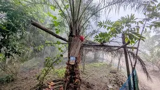 শীতের শুরুতে খেজুর গাছ পরিষ্কার করার ব্যস্ততা! | Date Tree Cleaning!#DateTree #WinterVibes 