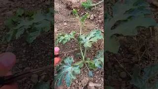 Watermelon pruning ( topping)#smartfarming #organicfarming #gardeningtips