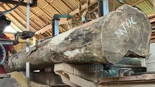 The process of sawing acacia wood for furniture board material
