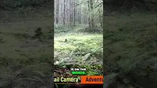 Mastering Predator vs Prey: Capture Nature's Secrets!