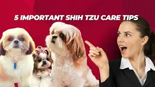 05 Important Shih Tzu Care Tips For Loving Dog Owners