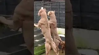 muscle dog pit bull muscle dog muscular pit bull dog | #Shorts