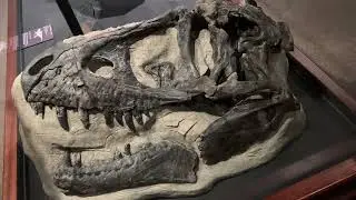 Dinosaurs! Museum of the Rockies Bozeman Montana