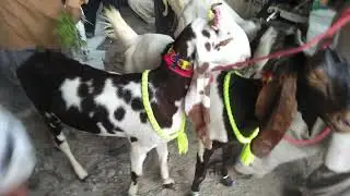 Bakra Mandi Updates | Season 2022 | Karachi Cattles Info Cra❤ze