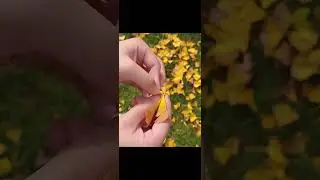 Make a butterfly with two leaves. 兩片葉子做隻蝴蝶#diy