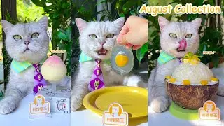Let's Try Chef Cat&rsquo;s August Recipes At Home！😉(ASMR) | Cat Cooking Food |  EggJelly&Hotpot And So On