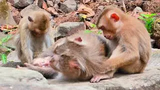Happiness is a monkey family! 🐒💛 #FamilyTime #MonkeyAdventures