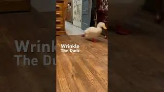 The Famous Duck Video