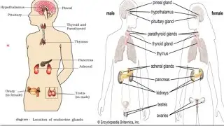 Human Hormones and Functions - Biology Foundation - NEET MHTCET CET