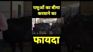 पशुओं का बीमा करवाने का फायदा । #atamnirbharbharat #dairyfarm #goat  #cow #buffalo #farm #farming