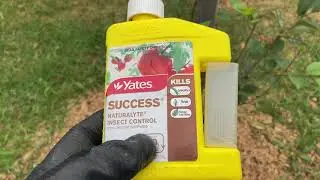 Cherry Tree Update & Treating Cherry Slugs