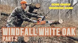 Echo 501P Chainsaw Cutting Firewood! Windfall White Oak Part 2!