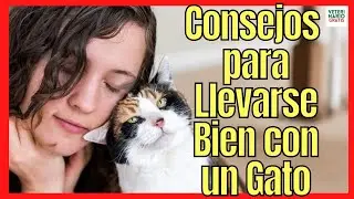 12 CONSEJOS PARA LLEVARSE BIEN CON UN GATO 💖 ADULTO DE CUALQUIER EDAD