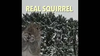Real Squirrel #squirrel #wildlife #wildlifefeeding #gopro