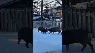 Two Bucks in Rut Brawl