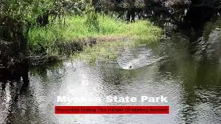 Myakka River State Park Alligators During Mating Season in Florida