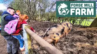 Forge Mill Farm