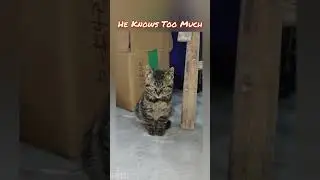 Bro saw everything&hellip; and he&rsquo;s not impressed #CatMeme  #FunnyCatVideos #MysteriousCat