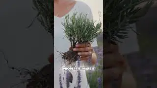 Lavender Tea Is More Than Just Calming&hellip; Here&rsquo;s Why