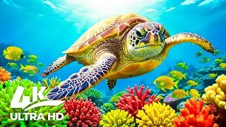Ocean Realm 4K UHD &ndash; Discover Beautiful Sea Animals in an Ultra HD Aquarium