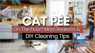 Why Your Cat Is Peeing on the Floor &mdash; and How to Clean It Up Naturally in Dubai Homes