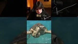 ОБНАГЛЕВШАЯ ЧЕРЕПАШКА 🐢