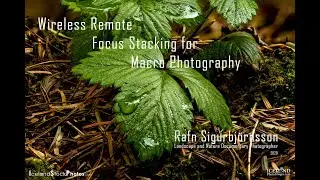 Wireless Remote Focus Stacking for Macro Photography │ All you need to know
