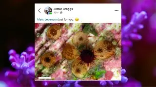 When are you no longer a newbie? Reef update; Quick Tip; Ideal Reef Tank Temperature