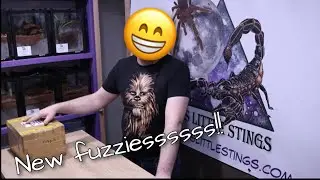 Unboxing Australian old world tarantulas (Phlogius cape Gloucester)