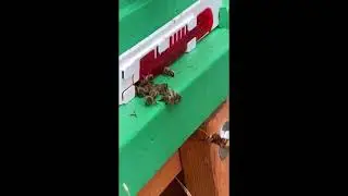 Honey Bees defending hive entrance against European hornet #shorts