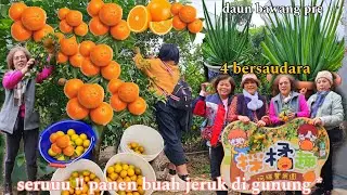 PANEN BUAH JERUK DI KEBUN MAJIKAN !! PEKERJAAN TKW TAIWAN SEKTOR INFORMAL 