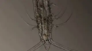 Rhincalanus nasutus